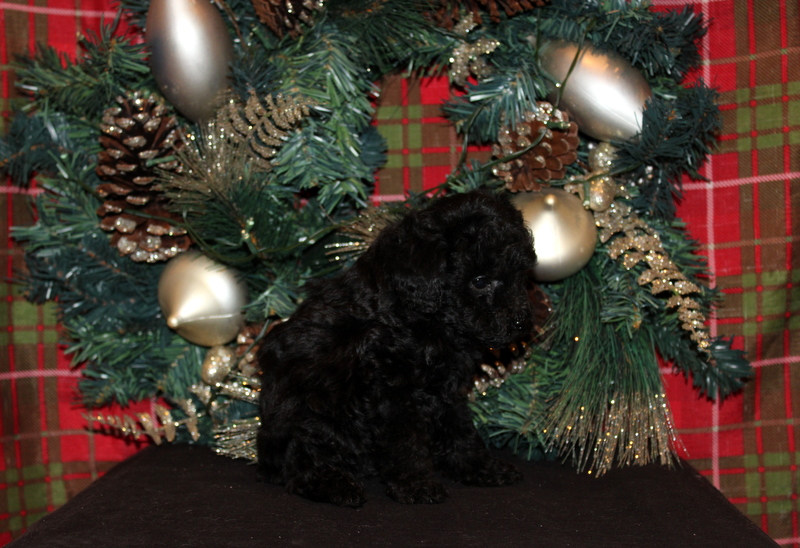 puppy, for, sale, Mini Poodle, Matthew B. Stoltzfus, dog, breeder, Gap, PA, dog-breeder, puppy-for-sale, forsale, nearby, find, puppyfind, locator, puppylocator, aca